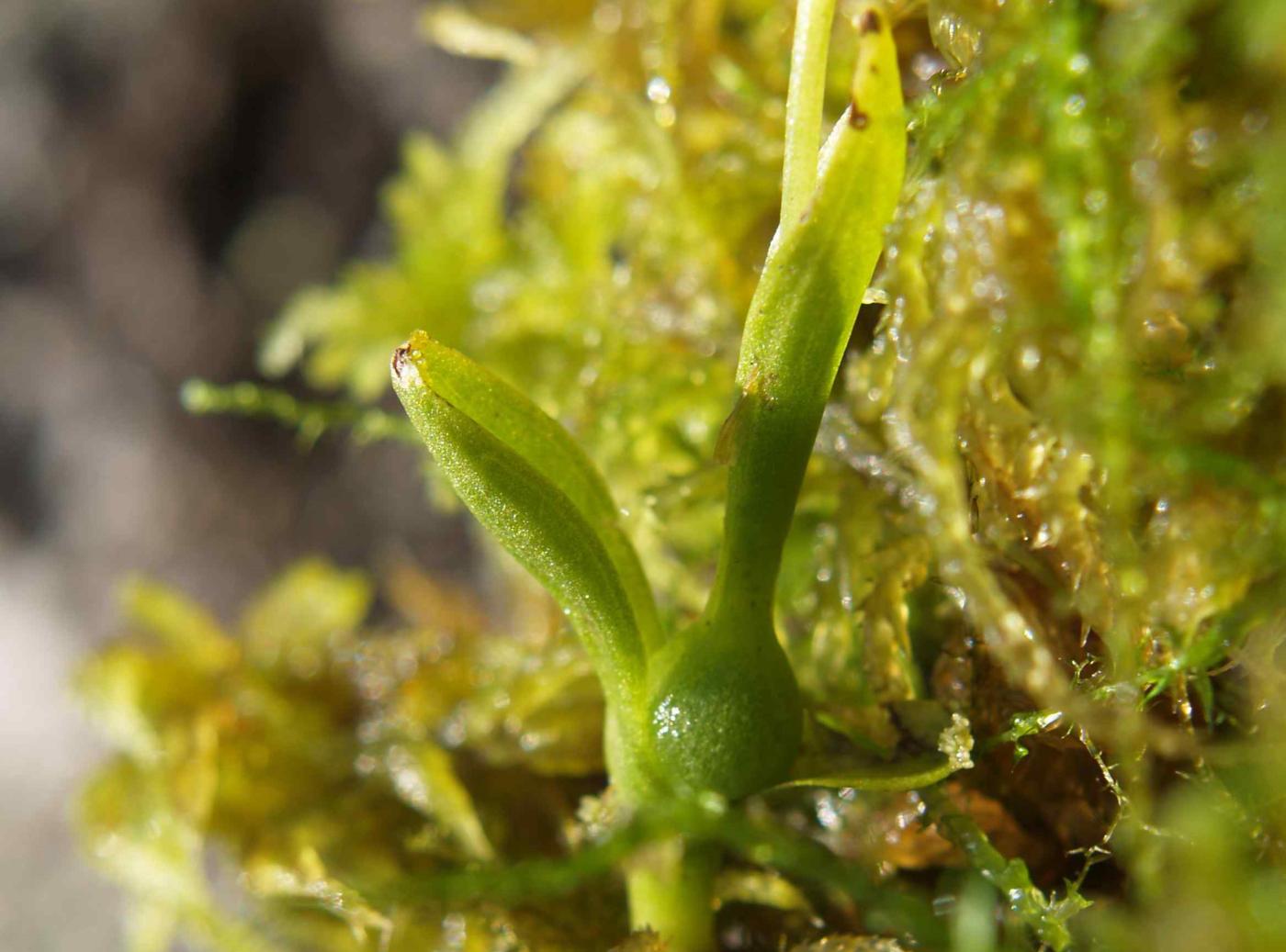 Orchid, (Little) Bog leaf